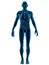 Human Body Transparent