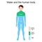 Human Body, Water, Organic and Inorganic Elements. Percentage