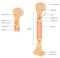 Human bone anatomy