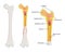 Human bone anatomy,