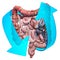 Human bowel with arrows. Treatment and recovery concept. 3D rendering