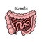 Human bowels, intestines, anatomical vector illustration