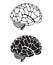 Human brain