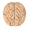 Human brain 3D render