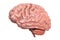 Human Brain, 3D rendering