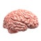 Human brain 3d rendering isolated illustration