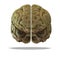 Human brain