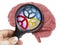 Human Brain Analyzed with magnifying glass cogwheels working inside isolated