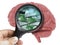 Human Brain Analyzed with magnifying glass pack of euro banknotes inside isolated