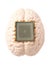 Human brain anatomical model with CPU processor microchip