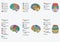 Human brain anatomy,