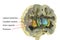 Human brain anatomy, basal ganglia, 3D illustration