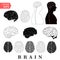Human Brain Anatomy Collection set anterior inferior lateral and sagittal views spinal cord start lobes temporal frontal limbic pa
