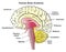 Human brain anatomy infographic diagram