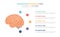 Human brain anatomy infographic template concept with five points list and various color with clean modern white background -