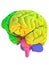 Human brain anatomy model with coloured regions