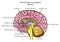 Human Brain Anatomy Sagittal Section Infographic Diagram