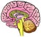 Human Brain Anatomy Sagittal Section Infographic Diagram