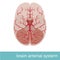 Human brain arterial system