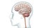 Human brain with cerebellum and brainstem profile view with body accurate 3D rendering illustration. Neurology, neuroscience,