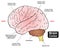 Human brain cortex infographic diagram