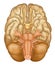 Human brain / cranial nerves