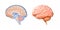 Human brain cross section diagram. 3d render