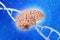 human brain on DNA helix background, deoxyribonucleic acid, nucleic acid molecules, human genome research method, development