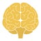 Human brain front view. Vector illustration. Flat design