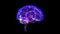 Human brain. Glowing blue light line of human brain model. Seamless looping motion animated neurons