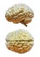 Human brain golden