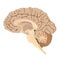 Human Brain. Graphic Illustration anatomy