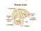 Human brain. Graphic illustration. Hand drawing, contour of symbol. Medicine and science, anatomy, vector