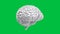 Human brain on green screen