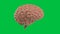 Human brain on green screen