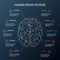 Human brain hemispheres. Illustration showing the structure of the human brain