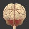 Human brain with highlighted cerebellum