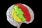 Human brain with highlighted frontal gyri