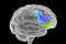 Human brain with highlighted inferior frontal gyrus