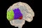 Human brain with highlighted occipital gyri