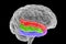 Human brain with highlighted temporal gyri