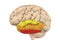 Human brain with highlighted temporal gyri