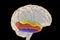 Human brain with highlighted temporal gyri