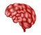 Human Brain - Human Organs Collection, realistic vector illustration