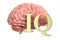 Human brain and IQ word, 3D