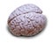 Human Brain Isolated