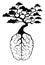 Human brain. Isolated illustration of brain with bonsai tree. The tree grows from the brain.