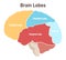 Human brain lobes. Cross section structure of the main nervous system