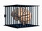 Human Brain Locked in Cage - with clipping path