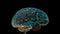 Human brain with microcircuit on black background. Generative AI.